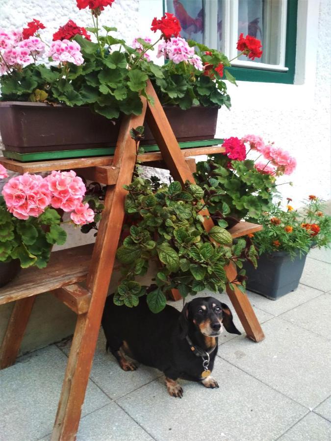 Blonbauer Villa Schladming Buitenkant foto